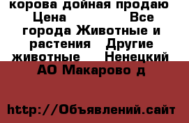 корова дойная продаю › Цена ­ 100 000 - Все города Животные и растения » Другие животные   . Ненецкий АО,Макарово д.